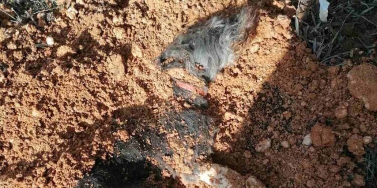 Θεσσαλονίκη: Το μήνυμα της ΕΛΑΣ για τον 90χρονο που έθαψε ζωντανό τον σκύλο του – Δείτε σοκαριστικές φωτογραφίες