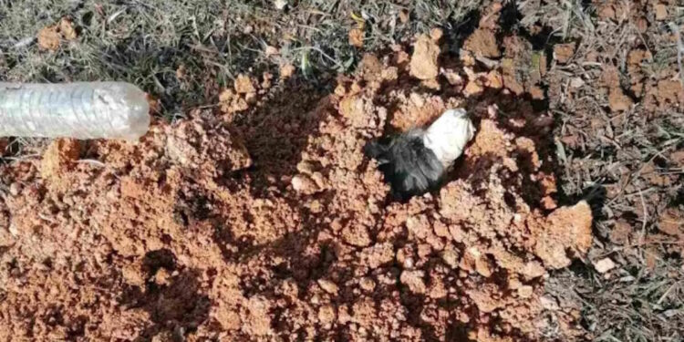 Θεσσαλονίκη: Ελεύθερος με όρους ο 90χρονος που έθαψε ζωντανό το σκυλί της κόρης του – «Νόμιζα πως ήταν νεκρό» είπε ο ίδιος