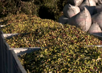 Ελαιοκομική κρίση στη Μεσσηνία – Μειωμένες αποδόσεις και πίεση στους συνεταιρισμούς