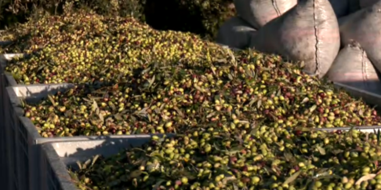 Ελαιοκομική κρίση στη Μεσσηνία – Μειωμένες αποδόσεις και πίεση στους συνεταιρισμούς