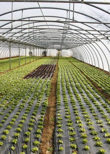 Υπερκαλύφθηκε ο προϋπολογισμός της Παρέμβασης για τα θερμοκήπια – Οι αιτήσεις έφθασαν στο 180% του διαθέσιμου ποσού