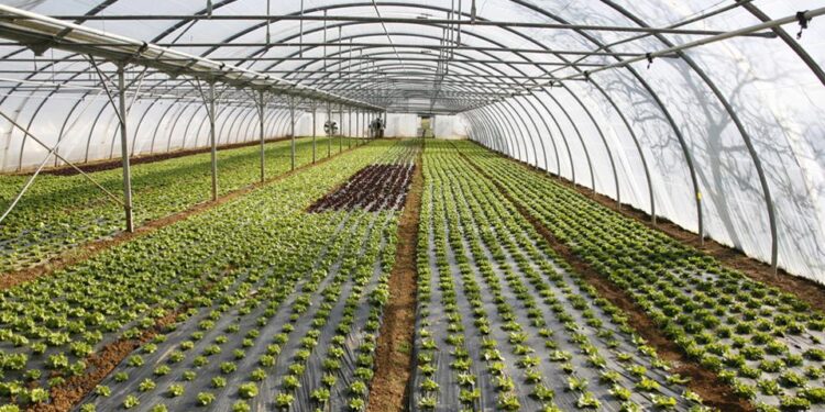 Υπερκαλύφθηκε ο προϋπολογισμός της Παρέμβασης για τα θερμοκήπια – Οι αιτήσεις έφθασαν στο 180% του διαθέσιμου ποσού