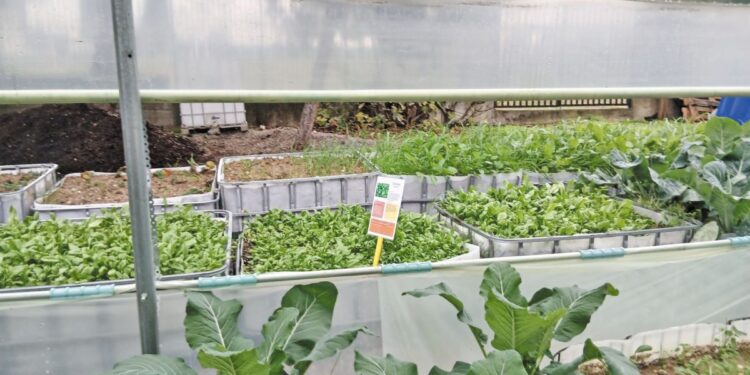 Θεσσαλονίκη: Στο 2ο Δημοτικό Σχολείο Αγίου Αθανασίου καλλιεργούν γνώση και… εποχικά λαχανικά