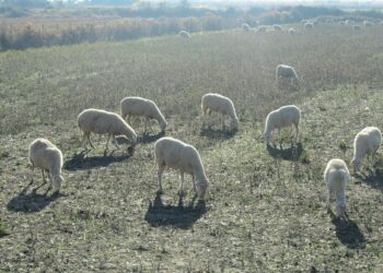 Οδηγίες για την υποβολή ενστάσεων στην Εξισωτική του 2025
