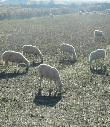 Οδηγίες για την υποβολή ενστάσεων στην Εξισωτική του 2025