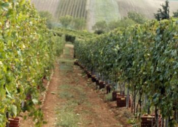 Κιλκίς: Αμπελουργική άνθηση στην περιοχή με αυξημένη παραγωγή κατά 40% και ποιότητα με σφραγίδα ΠΟΠ