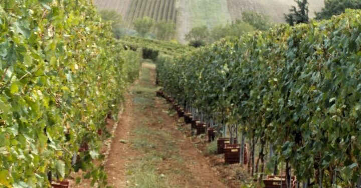 Κιλκίς: Αμπελουργική άνθηση στην περιοχή με αυξημένη παραγωγή κατά 40% και ποιότητα με σφραγίδα ΠΟΠ