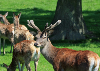 Οι οικολογικοί διάδρομοι ως μέσο προστασίας της άγριας ζωής – Το παράδειγμα του κόκκινου ελαφιού στην Πάρνηθα