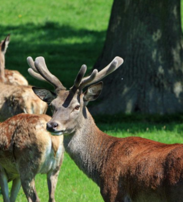 Οι οικολογικοί διάδρομοι ως μέσο προστασίας της άγριας ζωής – Το παράδειγμα του κόκκινου ελαφιού στην Πάρνηθα