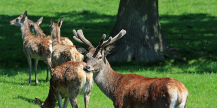 Οι οικολογικοί διάδρομοι ως μέσο προστασίας της άγριας ζωής – Το παράδειγμα του κόκκινου ελαφιού στην Πάρνηθα