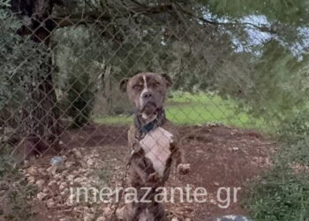 Ζάκυνθος: Συνελήφθησαν οι γονείς του 2χρονου αγοριού που πέθανε μετά από επίθεση σκύλου – «Μου έφαγε το παιδί μου» είπε συντετριμμένος ο πατέρας