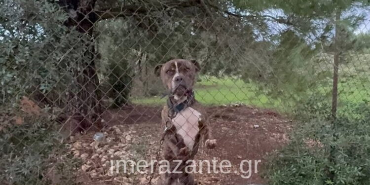 Ζάκυνθος: «Τον άφησα 30 δευτερόλεπτα από τα μάτια μου», λέει ο πατέρας του 2χρονου – «20 σκυλιά είχε η οικογένεια του»