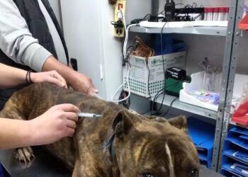 Ζάκυνθος: «Δεν μπορεί να εξημερωθεί» λέει η φιλοζωική για το πίτμπουλ που κατασπάραξε τον 2χρονο