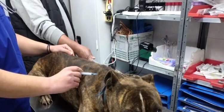 Ζάκυνθος: «Δεν μπορεί να εξημερωθεί» λέει η φιλοζωική για το πίτμπουλ που κατασπάραξε τον 2χρονο