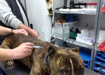 Ζάκυνθος: Στις 15:00 το τελευταίο αντίο στον 2χρονο – Σε κέντρο περίθαλψης αδέσποτων το πίτμπουλ που τον κατασπάραξε