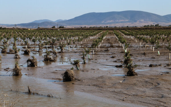 Εγκρίθηκε πληρωμή για ζημιές στο φυτικό κεφάλαιο ύψους 34,35 εκατ. ευρώ σε Θεσσαλία και Στερεά από τον ΕΛΓΑ