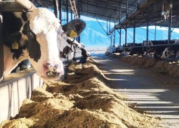 Βρέθηκαν αντισώματα του ιού της γρίπης των πτηνών σε αγελάδα στην Ολλανδία