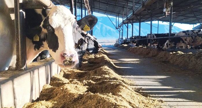 Βρέθηκαν αντισώματα του ιού της γρίπης των πτηνών σε αγελάδα στην Ολλανδία