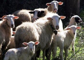 ΕΕΔΕΕ: 7 απαντήσεις σε ανακριβείς ισχυρισμούς περί εμβολιασμών για την ευλογιά αιγοπροβάτων