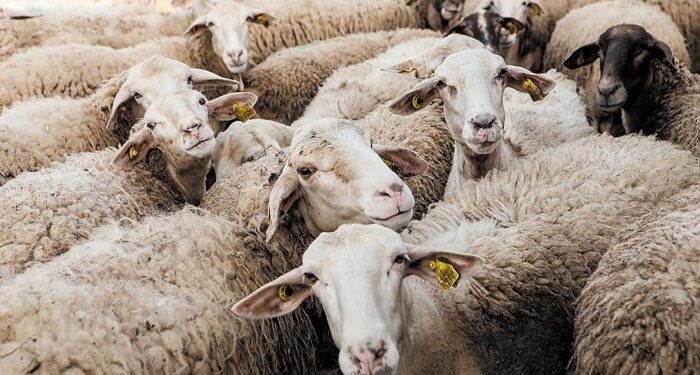 ΕΕΔΕΕ: Αυστηρά μέτρα και όχι μαζικός εμβολιασμός για την ευλογιά