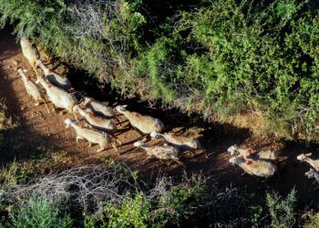Ευλογιά αιγοπροβάτων: 7 απαντήσεις σε ανακριβείς ισχυρισμούς περί εμβολιασμών