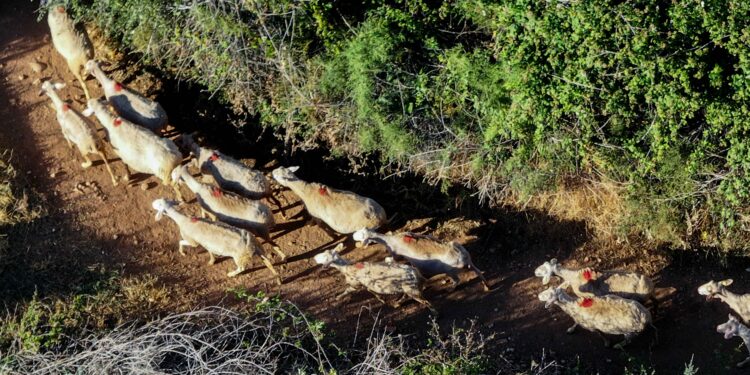 Ευλογιά αιγοπροβάτων: 7 απαντήσεις σε ανακριβείς ισχυρισμούς περί εμβολιασμών