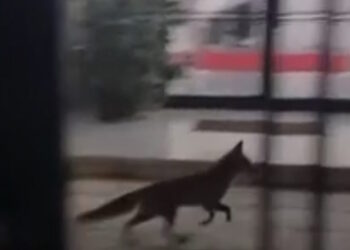 Μέγαρο Μαξίμου: Αλεπού «έκοβε βόλτες» στην αυλή του κτιρίου