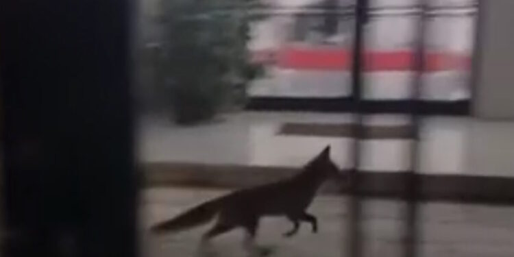 Μέγαρο Μαξίμου: Αλεπού «έκοβε βόλτες» στην αυλή του κτιρίου