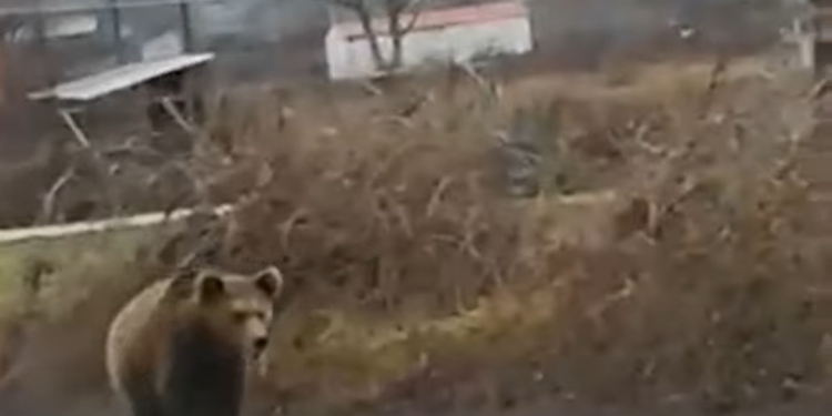 Aρκούδα βγήκε…σεργιάνι στην Κοζάνη – Έκπληκτοι οι περαστικοί