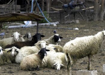 Ηράκλειο: Μπήκαν σε στάνη και έσφαξαν 40 αρνιά – Τρεις συλλήψεις για ζωοκτονία