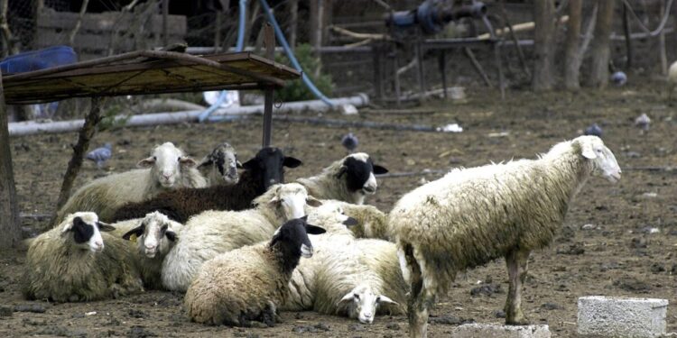 Ηράκλειο: Μπήκαν σε στάνη και έσφαξαν 40 αρνιά – Τρεις συλλήψεις για ζωοκτονία