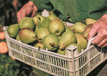 Παγκόσμια αγορά αχλαδιών: Ανάμεικτη η εικόνα ως προς τους όγκους στη φετινή παραγωγή