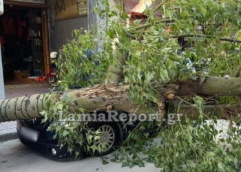Λαμία: Δέντρο έπεσε πάνω σε αυτοκίνητα στο κέντρο της πόλης