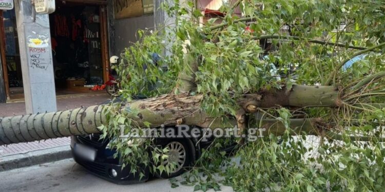 Λαμία: Δέντρο έπεσε πάνω σε αυτοκίνητα στο κέντρο της πόλης