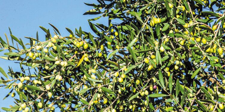 Νέες φυτεύσεις: «Βασίλισσα» η ελιά