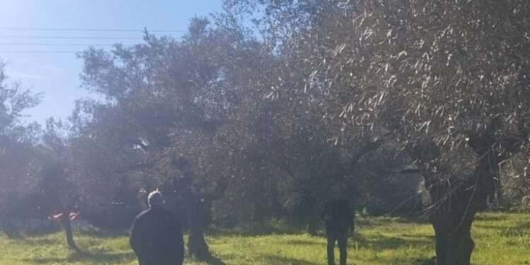 Δήμος Σπάρτης: Ξεκινούν οι δηλώσεις ζημιάς από την ανεμοθύελλα της 10ης Ιανουαρίου