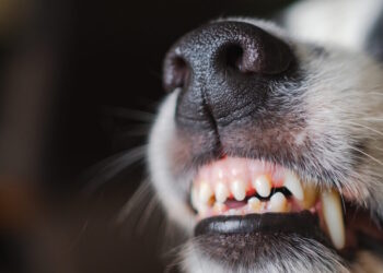 Υπόθεση «Χάτσικο» στην Λαμία: Πέθανε ηλικιωμένος μέσα στο σπίτι του και ο σκύλος δεν άφηνε κανέναν να τον πλησιάσει