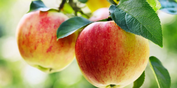 Από τα μήλα στα υφάσματα: τα απόβλητα μήλου μετατρέπονται σε vegan δέρμα