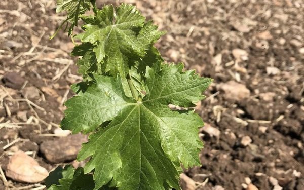 Σε ποσοστό άνω του 60% αυξήθηκε μεταξύ 2008 και 2025 η έκταση του Αμπελώνα Κιλκίς