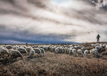 Αποζημιώσεις κτηνοτρόφων: νωρίτερα εφέτος οι αιτήσεις αναγνώρισης ανωτέρας βίας