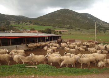 Παρατείνονται μέχρι 7/1/2026 τα μέτρα πρόληψης για την ευλογιά αιγοπροβάτων στην Κρήτη