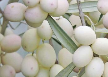 Οι τοπικές ποικιλίες «θησαυροί» της γης των Σερρών