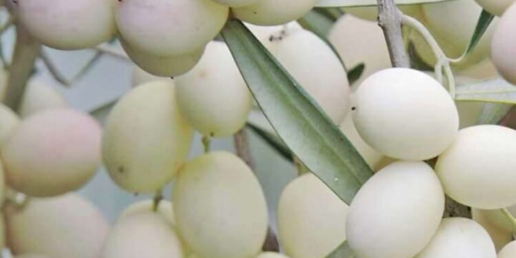 Οι τοπικές ποικιλίες «θησαυροί» της γης των Σερρών