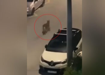 Λύκος περιπλανιέται σε δρόμο στο Χαϊδάρι