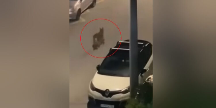 Λύκος περιπλανιέται σε δρόμο στο Χαϊδάρι