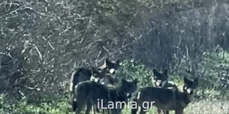 Αγέλη λύκων έκανε την εμφάνισή της κοντά σε χωριό της Λαμίας