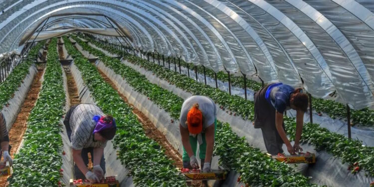 Τι προβλέπει η συμφωνία Mercosur – ΕΕ: Οι αντιδράσεις και το ευρωπαϊκό παρασκήνιο