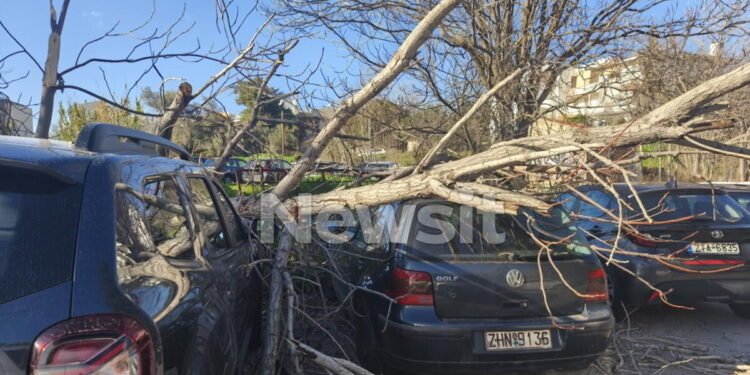 Μαρούσι: Δέντρο ξεριζώθηκε και καταπλάκωσε σταθμευμένα αυτοκίνητα εξαιτίας των ισχυρών ανέμων