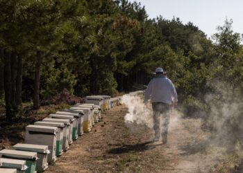 Ημερίδα στα Σπάτα για το Ηλεκτρονικό Μελισσοκομικό Μητρώο