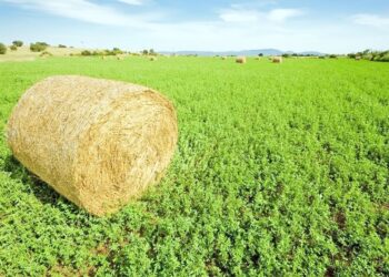 Μηδική: Η ευλογιά των προβάτων «φρενάρει» τις νέες σπορές